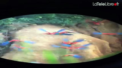 MES VACANCES EN PLAN SEQUENCE #14 - CHARLOTTE EN AMAZONIE