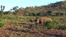 Lion Attacks Baby Rhino - Tim Brown Tours