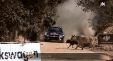 Le sang-froid de Sébastien Ogier qui évite de justesse un troupeau de vaches