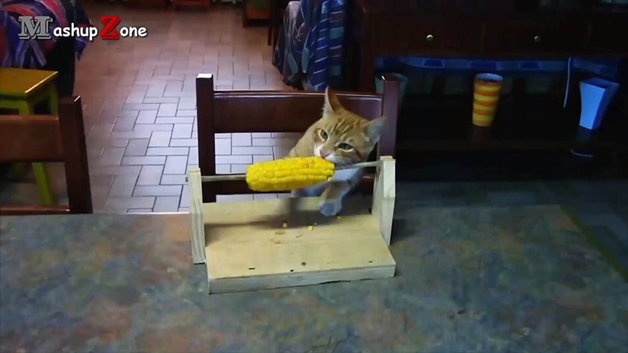 Funny Videos Of Funny Cats Compilation 2016 [BEST OF]