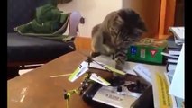 2016 En Komik Kedi Videoları