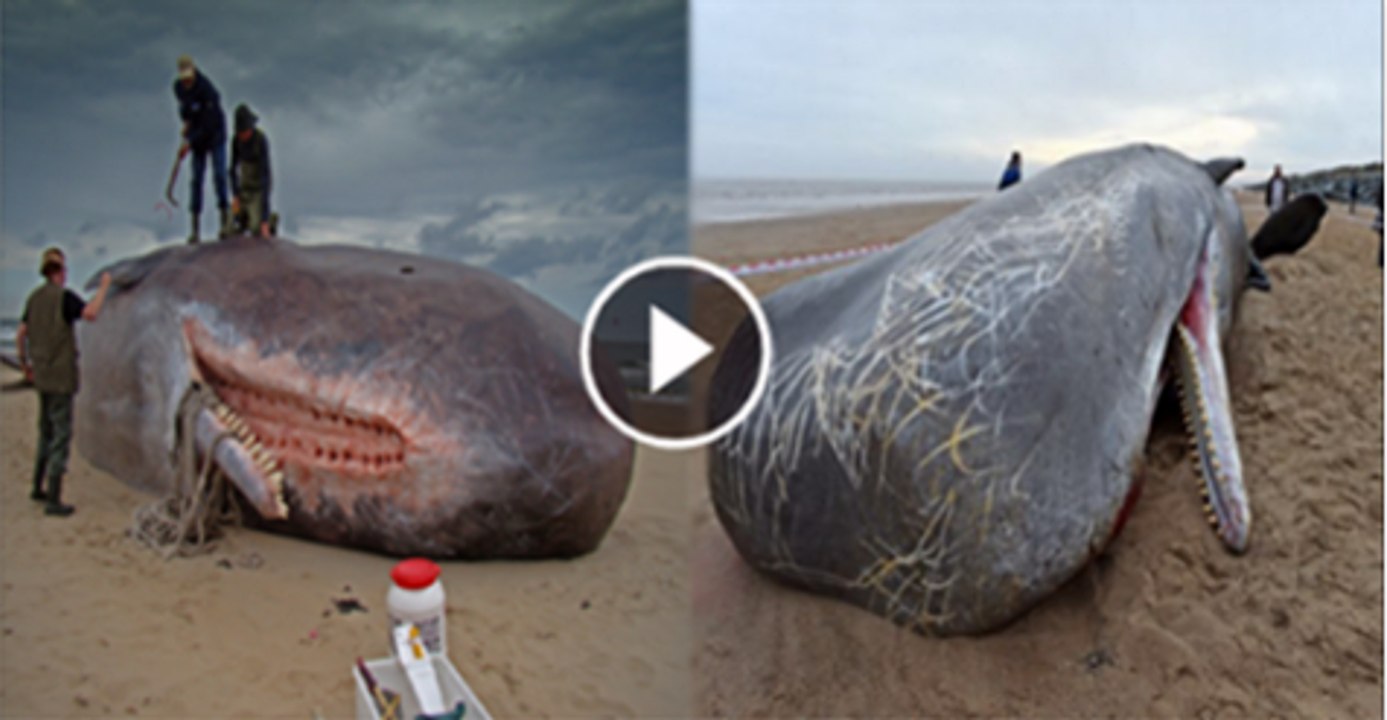More weird whales found on a German beach