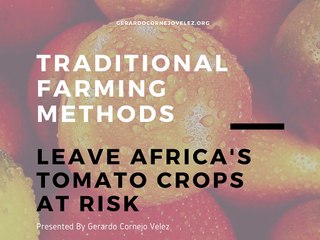 Traditional Farming Methods Leave Africa's Tomato Crops at Risk