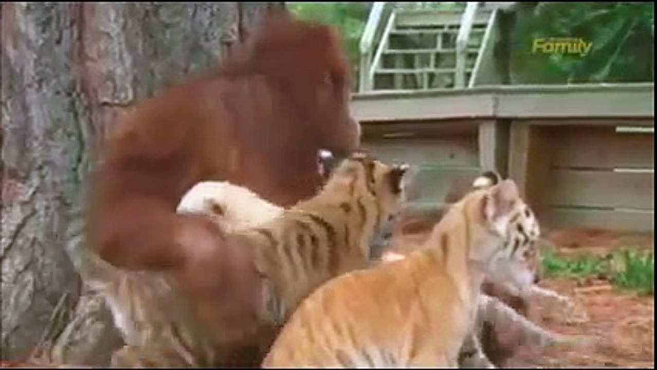 orangutan funny )))