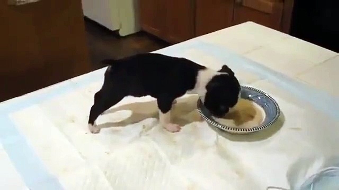 Когда голова тяжелее, чем попа. Подготовьтесь чтобы не лопнуть от смеха