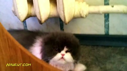 FUNNY ANIMALS ★ World s ANGRIEST CATS (HD) [Funny Pet Media]