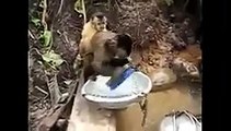 Funny Animals Behaving like Humans