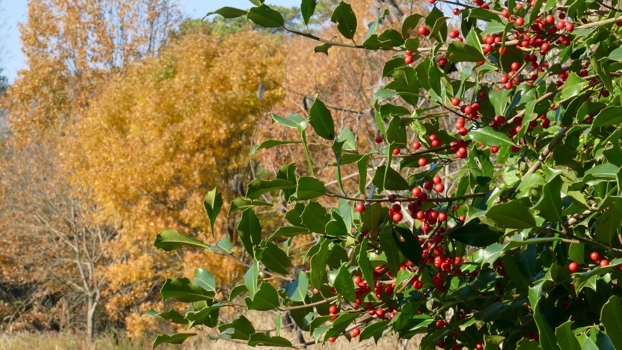 The Fall of our Lives: Deciding on who we are and what we wish to do with our lives.