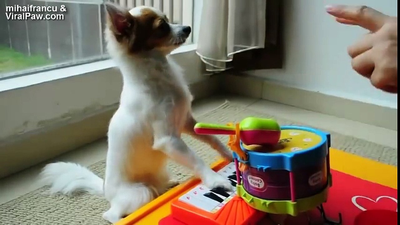 Ultimate Funny Animals Compilation 2014 [NEW] - cute and funny animal videos