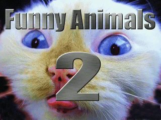 Very Funny Animals 2