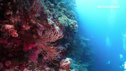 Deep Sea Drugs Full Length