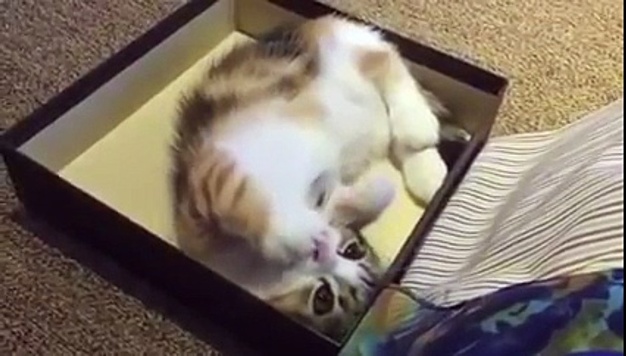 Ce chaton faisait un bruit étrange, mais quand ils se sont rapprochés…Vraiment MIGNON !