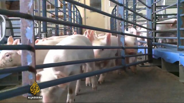 US investigates hog farm pollution complaints in North Carolina