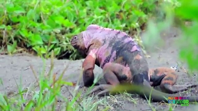 Islas Galápagos, las mejores...