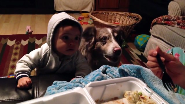 Собака говорит МАМА быстрее ребёнка. Тренировка собаки и детей ;)