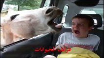 Funny Animals طرائف الحيوانات روعة