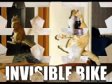 Funny animals-cats Gatos muy graciosos
