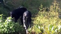 Funny Bonobo Ape Mating Breeding Animals