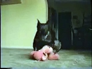 Funny cats and animals do some hilarious stufff