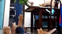 Funny Cats Compilation - Funny Cat Videos Ever- Funny Videos - Funny Animals - Funny Animal Videos 4