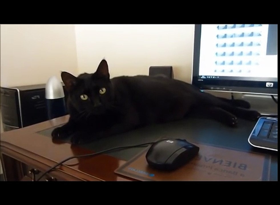 Funny Cats Compilation - Funny Cat Videos Ever- Funny Videos - Funny Animals Funny Animal Videos 10