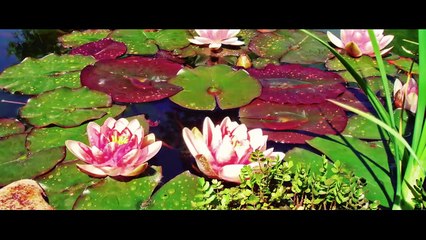 Sir Hazzard - HIGHLIGHTER ft. Nutaxi - official music video