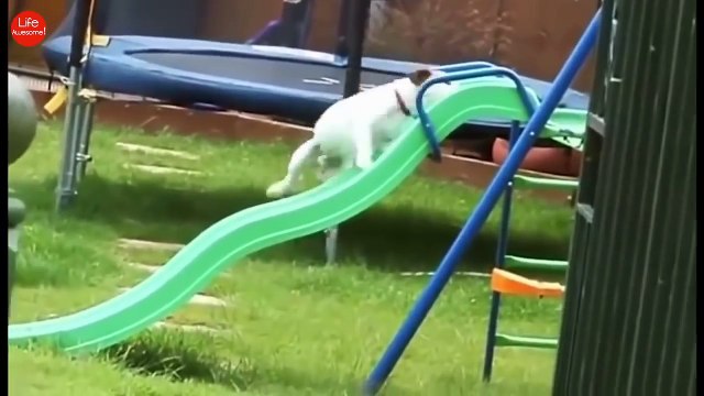 Funniest Animal Fails Compilation 2016 Best Funny Cats & Dog Fails Funny Animals 2016