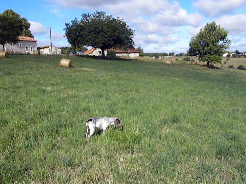 Mahalo du Fief d'Epsom, Braque du Bourbonnais, bientôt 4 mois