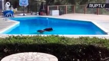 民家のプールで泳ぐのは…巨大なクマ！