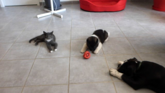 Akita américain du sixième sens avec le chat grisou et black'o