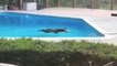 Bear Swims 'Laps' in Family's Backyard Swimming Pool