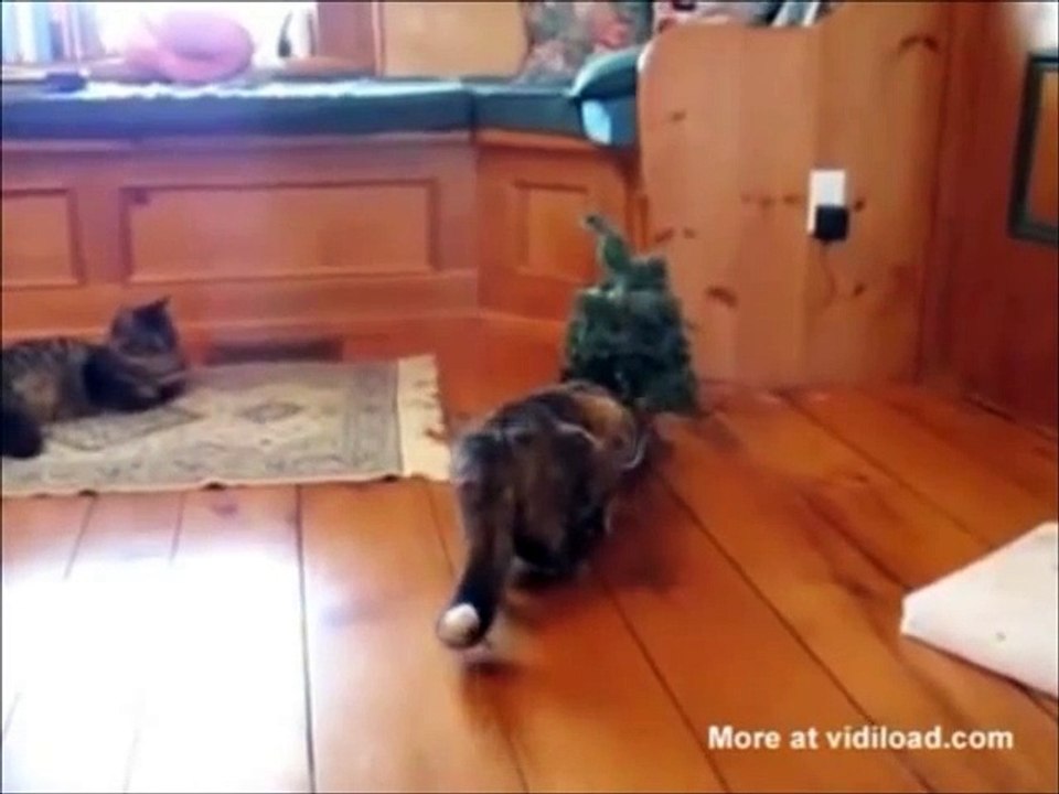 Funny and Stupid Animals 2012-2013