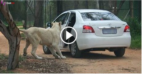 Top 5 Lion attacks car on kruger national park
