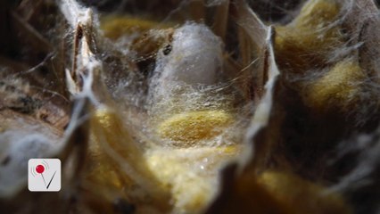 U.S. Army Using Spiders to Save Soldiers' Lives