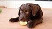 Cute Labrador Tries Eating a Lemon