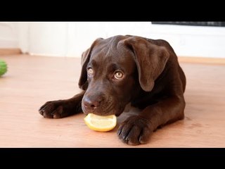 Cute Labrador Tries Eating a Lemon