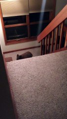 Home Visit from Mama Bear and Cubs