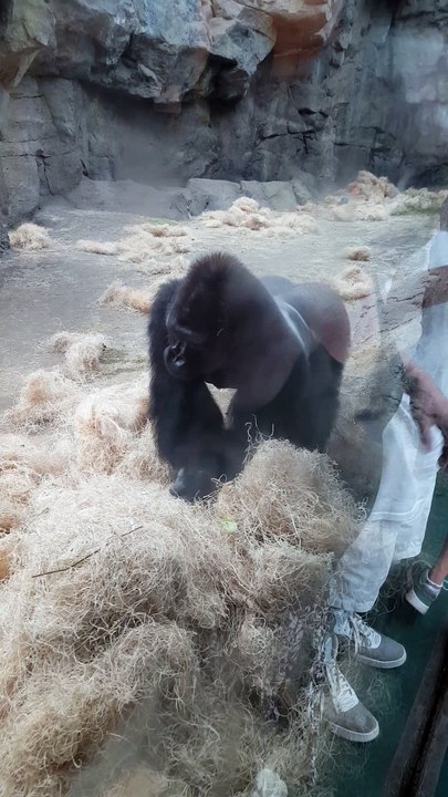Boston Zoo Gorilla Attacks!