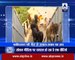 Video viral in india That Pakistani GeoNews reporter interview a buffalo_Indian Media report