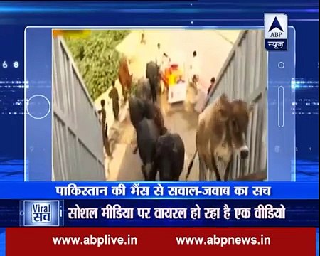 Video viral in india That Pakistani GeoNews reporter interview a buffalo_Indian Media report