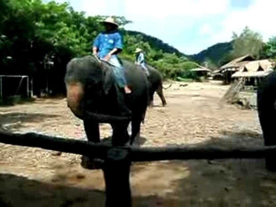 Maesa Elephant Camp