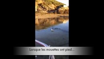 Les mouettes ont pied ?