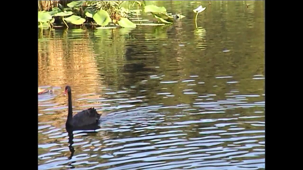 etang-fontmerle-mougins-cygne-noir-1