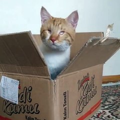 Ce chat aveugle veut jouer... Trop chou