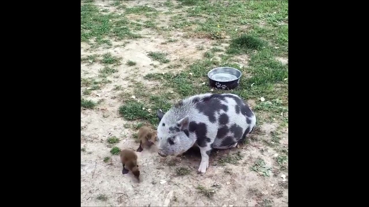 Amitié insolite entre un cochon et 2 canetons