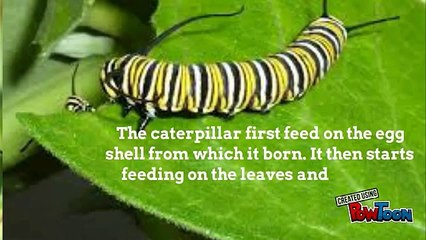 Learn Life Cycle of a Butterfly through Young Scientists