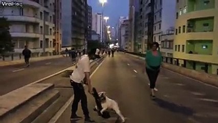 Un chien fait du skateboard dans les rues de Sao Paulo