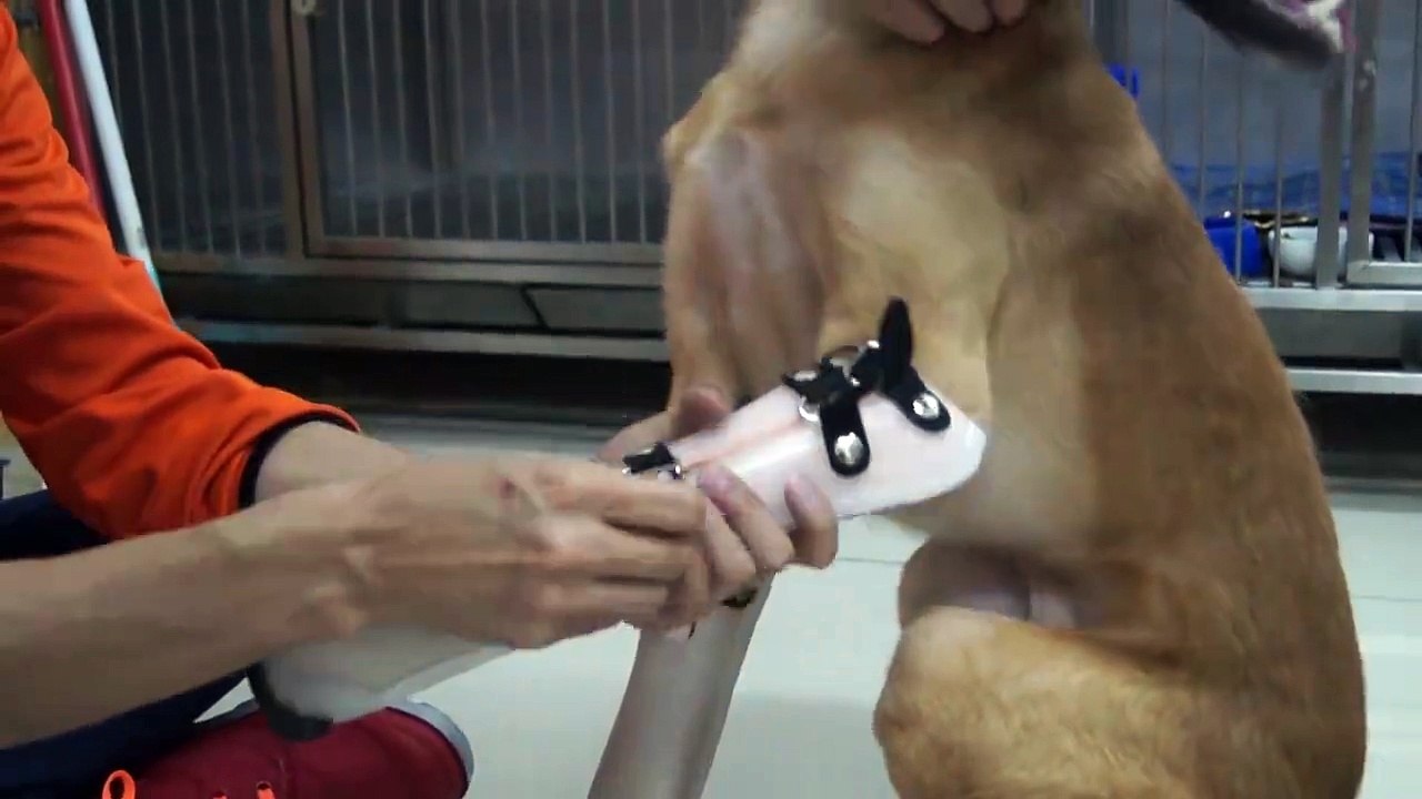 2 prothèses avant pour un chien amputé par des voisins à la machette !