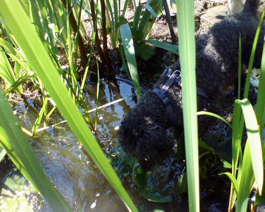 Bärli - Für immer in unserem Herzen...