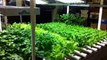 Indoor Gardening Techniques For Growing Herb